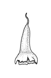 Physcomitrium pusillum, calyptra. Drawn from J.K. Bartlett 19686, CHR 405917.
 Image: R.C. Wagstaff © Landcare Research 2019 CC BY 3.0 NZ